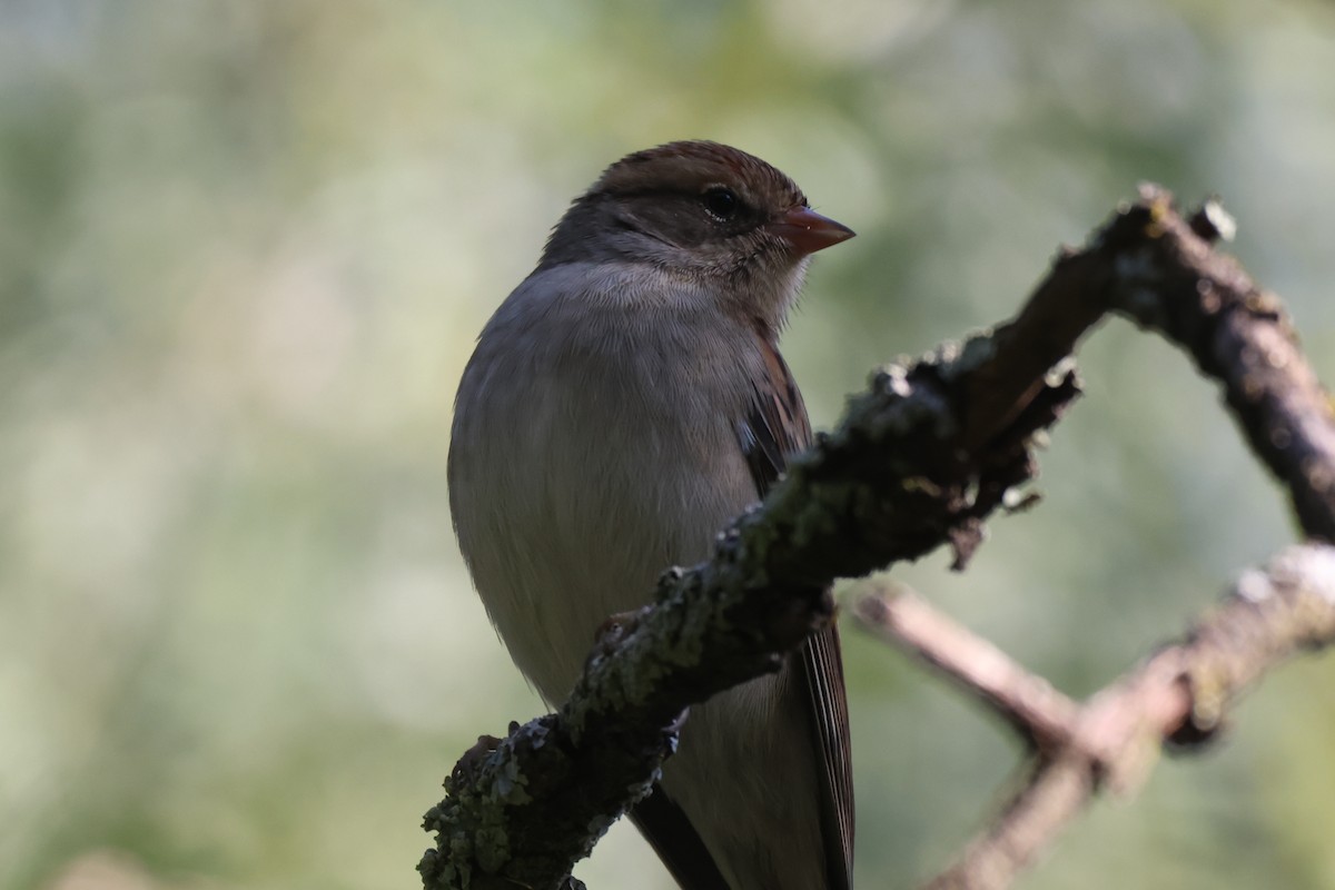 Chipping Sparrow - ML646551073
