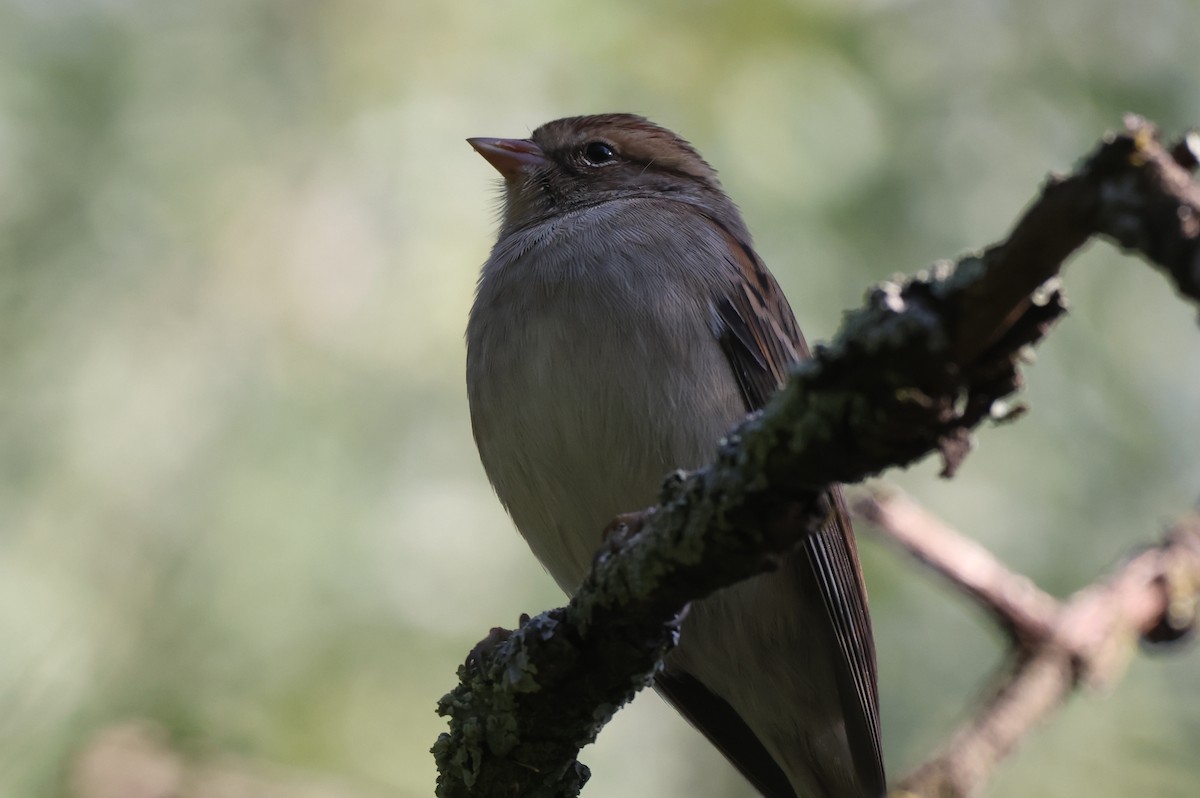 Chipping Sparrow - ML646551074