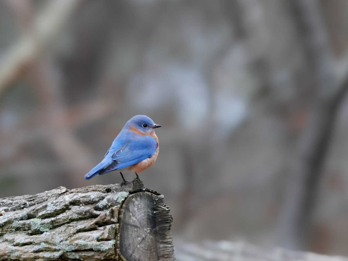 Doğulu Mavi Ardıç - ML646551077