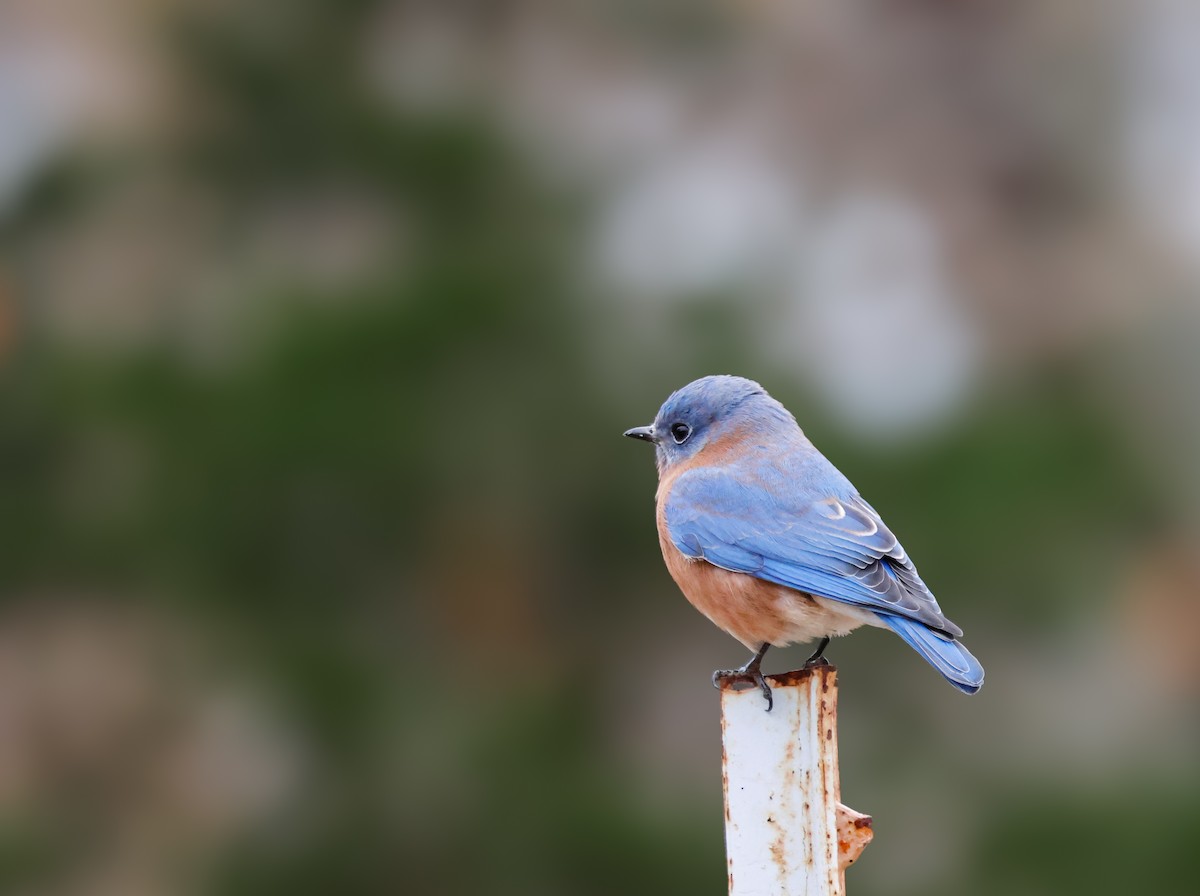 Doğulu Mavi Ardıç - ML646551078