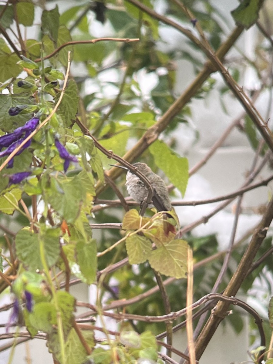 Black-chinned Hummingbird - ML646551080