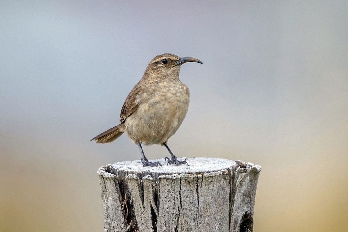 Buff-breasted Earthcreeper (Plain-breasted) - ML646551081