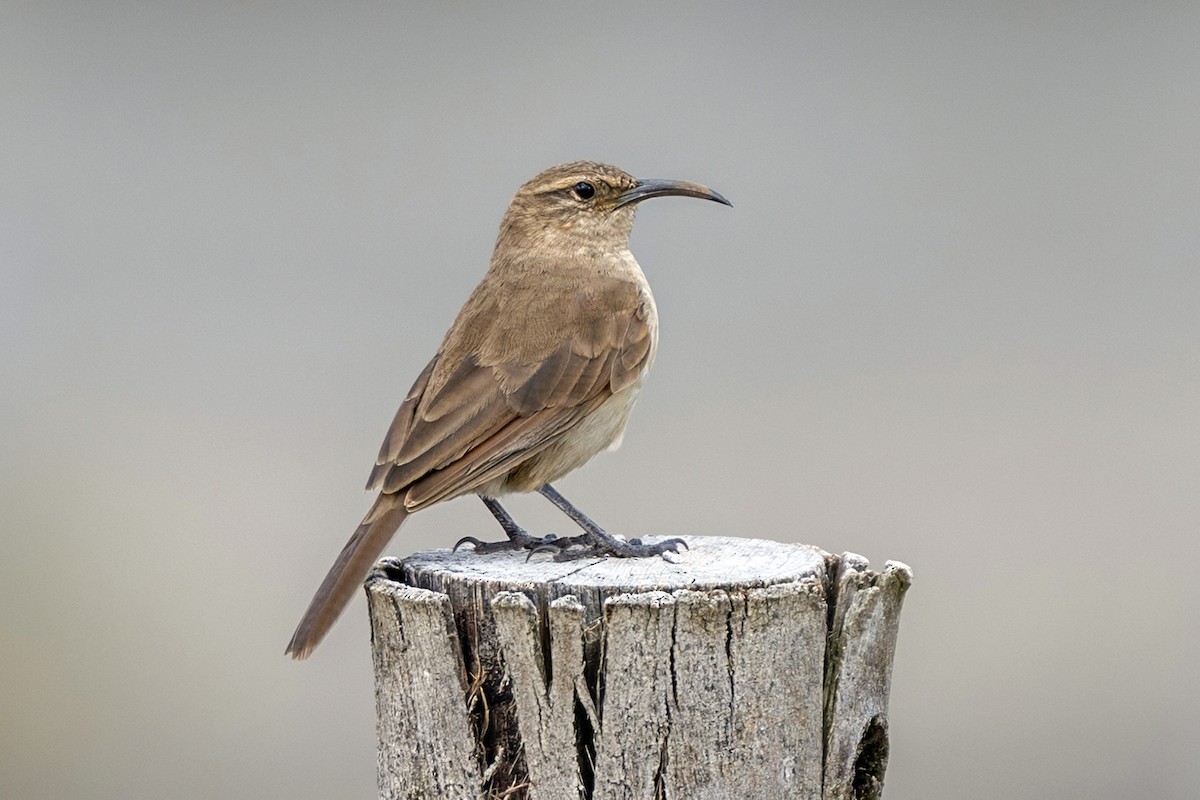 Buff-breasted Earthcreeper (Plain-breasted) - ML646551082