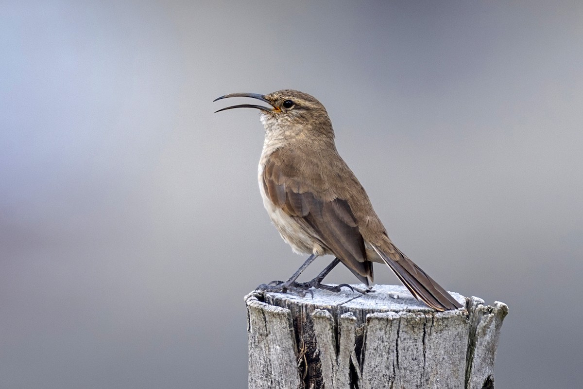 Buff-breasted Earthcreeper (Plain-breasted) - ML646551083