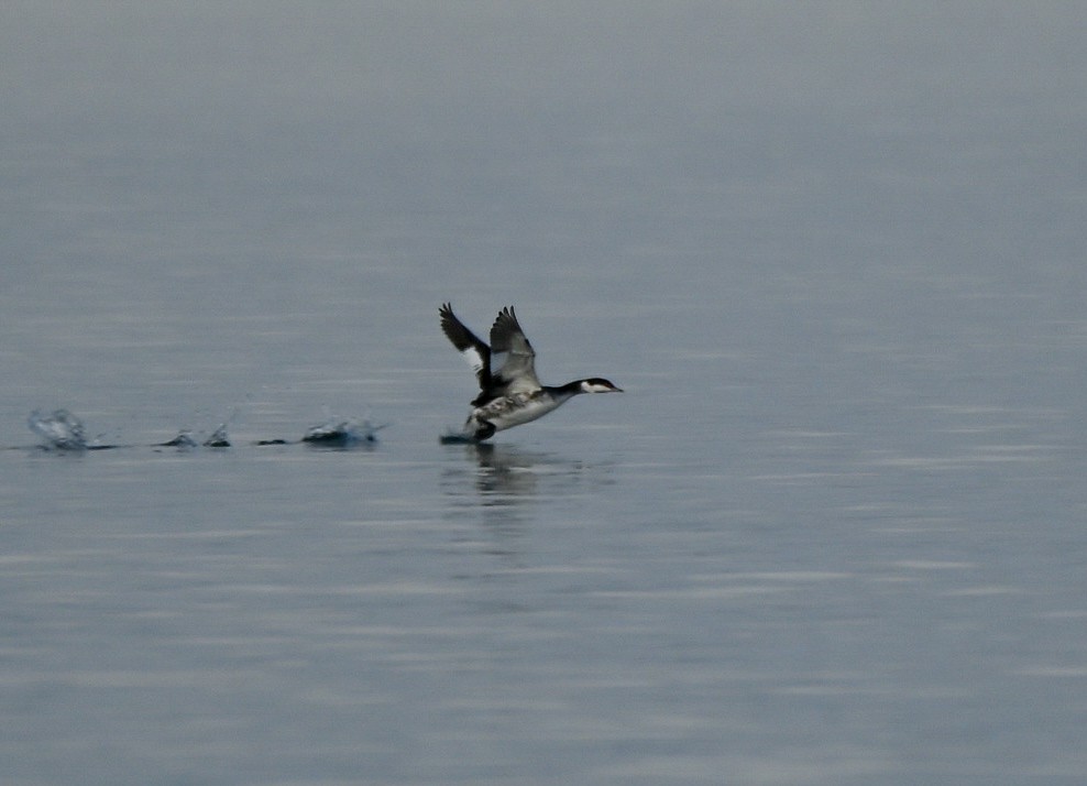 Ухаа шунгуур - ML646551085