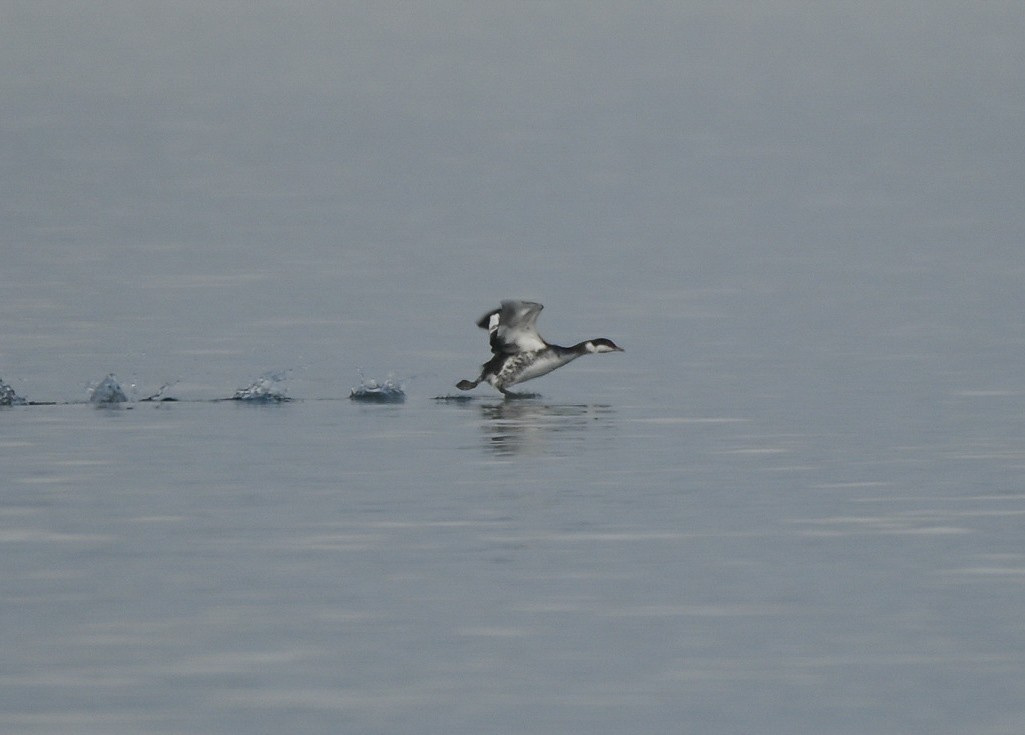 Ухаа шунгуур - ML646551086