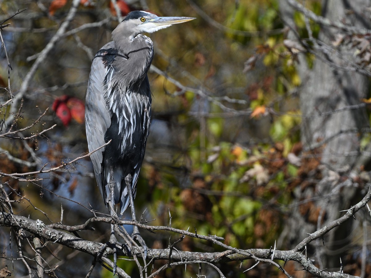 Great Blue Heron (Great Blue) - ML646551087
