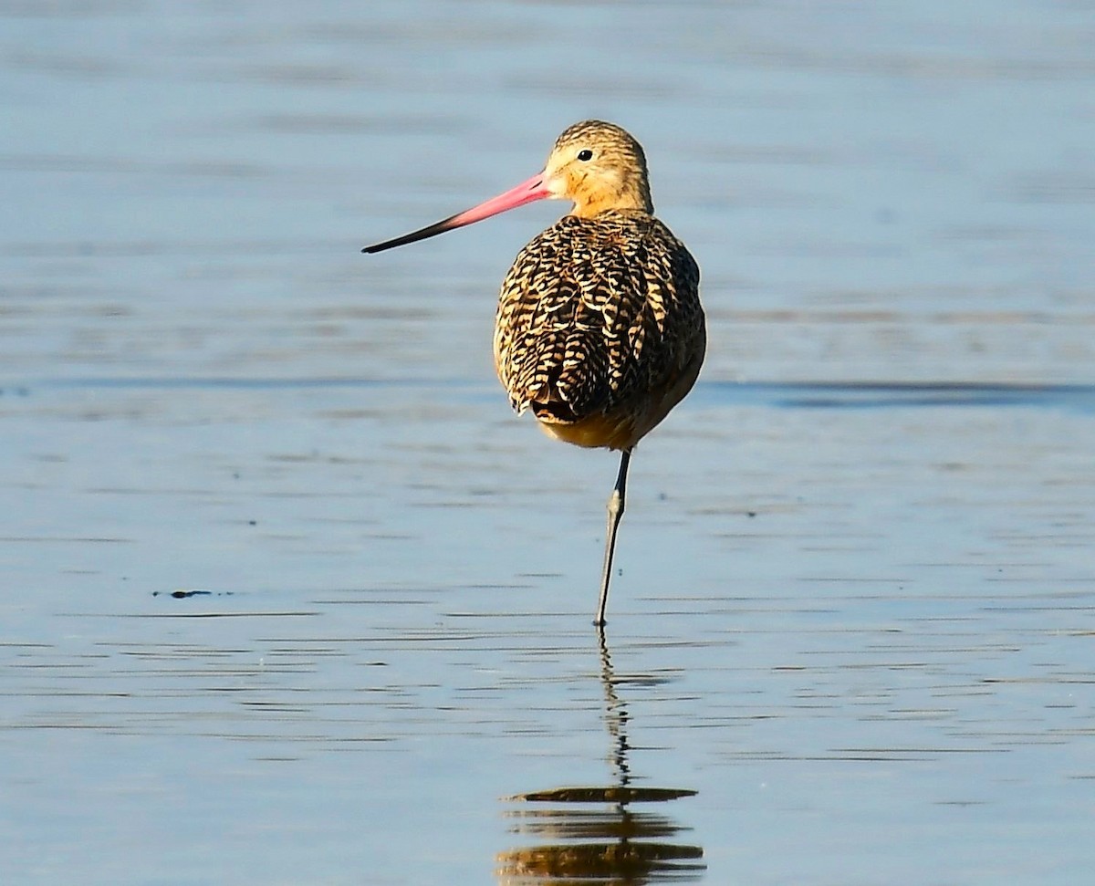 Marbled Godwit - ML646551088