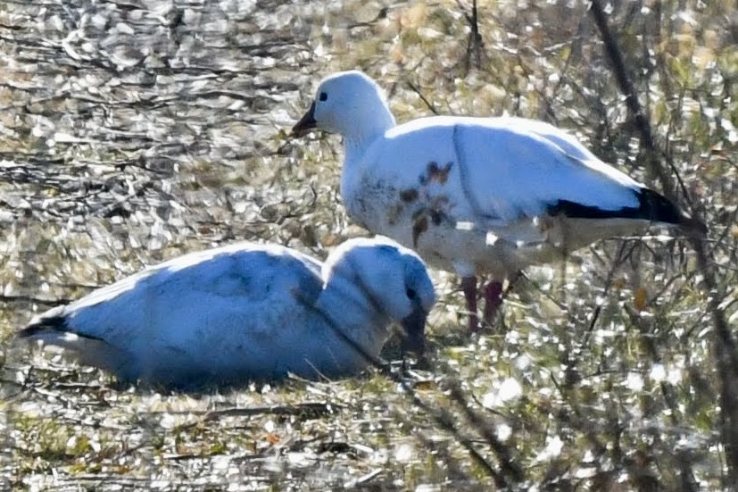 Ross's Goose - ML646551089