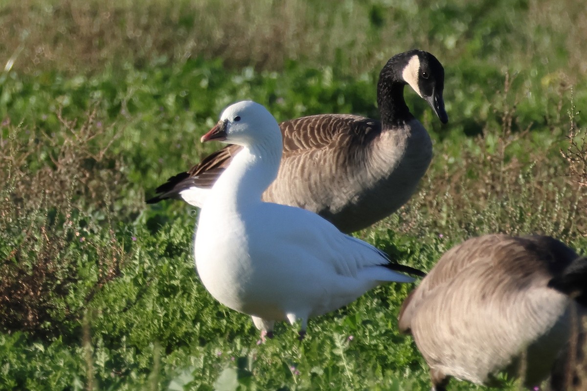 Ross's Goose - ML646551090