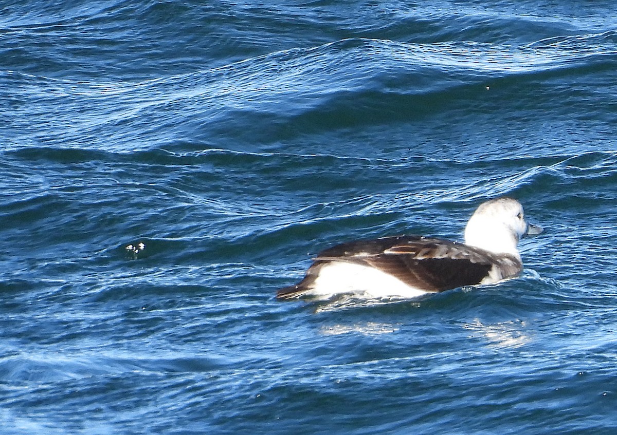 Long-tailed Duck - ML646551091