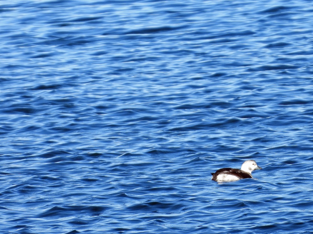 Long-tailed Duck - ML646551092