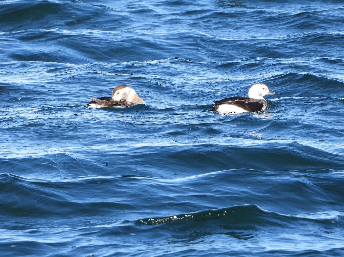 Long-tailed Duck - ML646551093