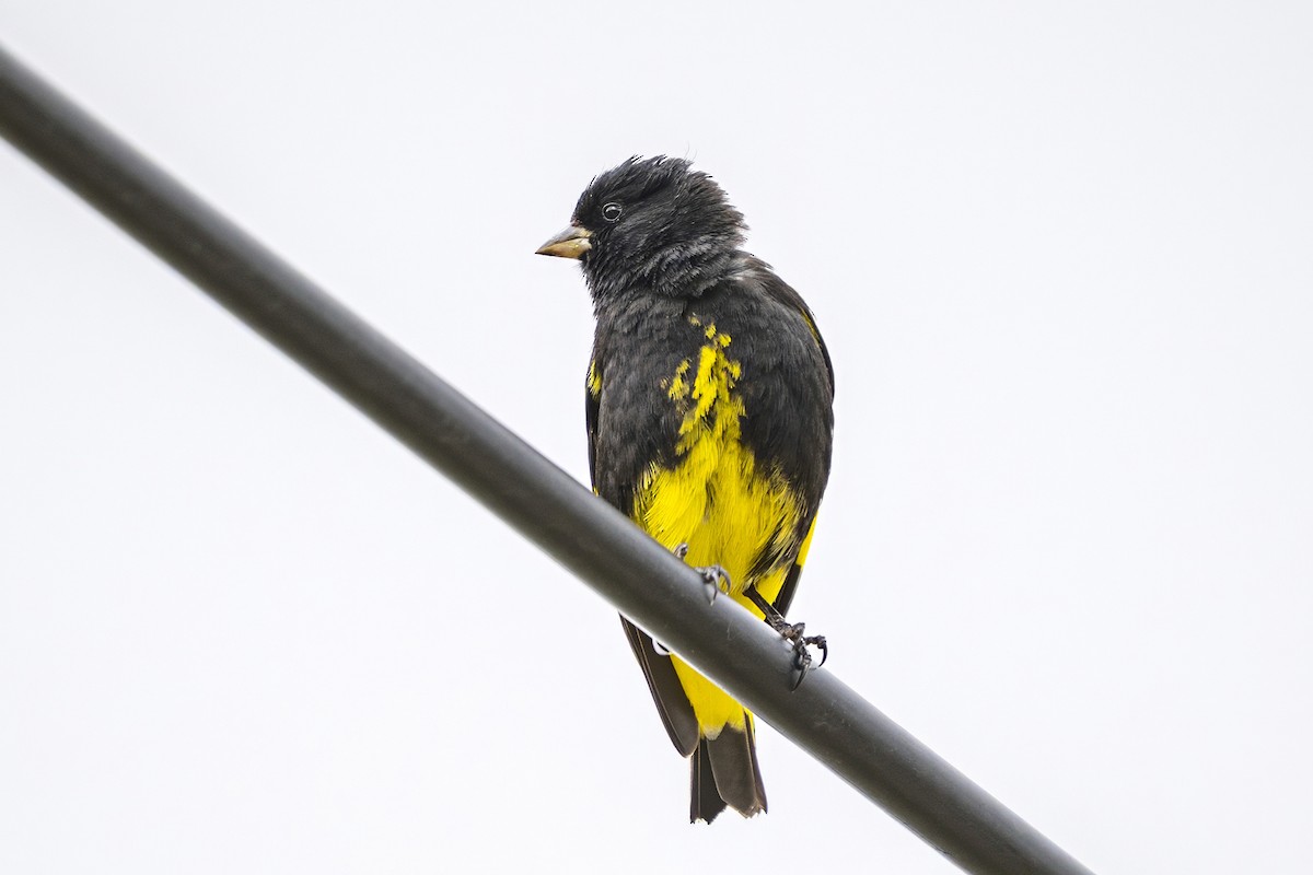 Black Siskin - ML646551094