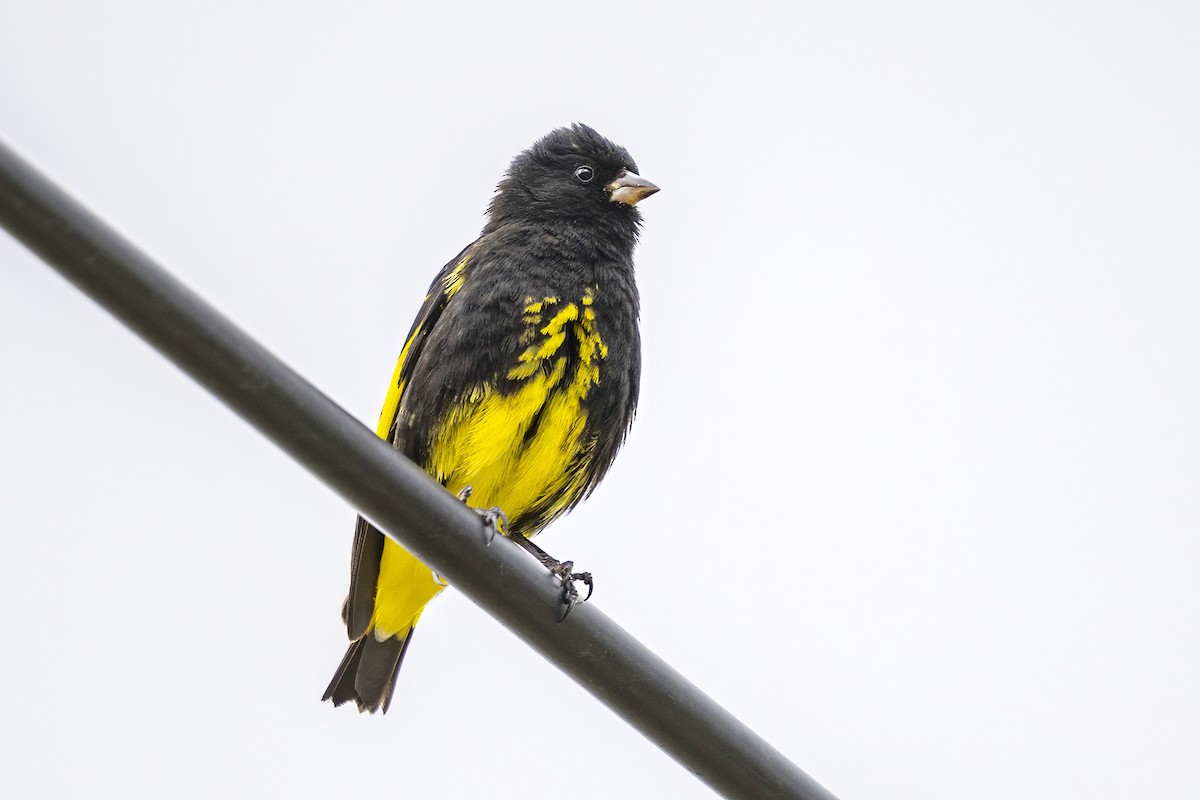 Black Siskin - ML646551095
