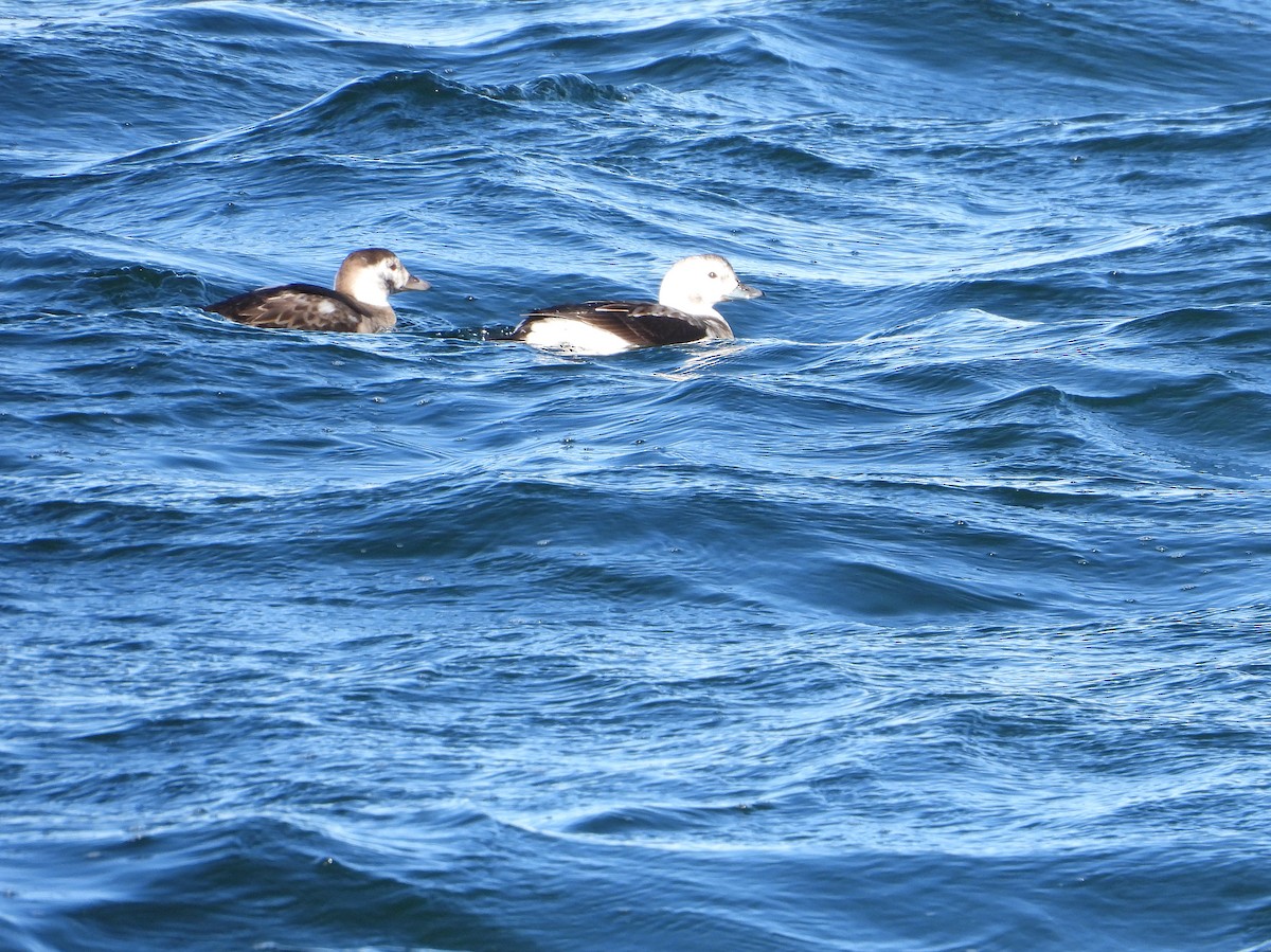 Long-tailed Duck - ML646551096
