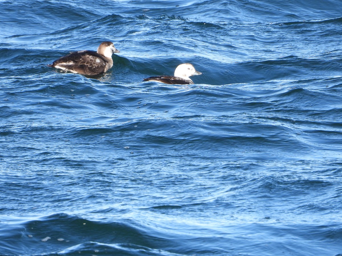 Long-tailed Duck - ML646551097