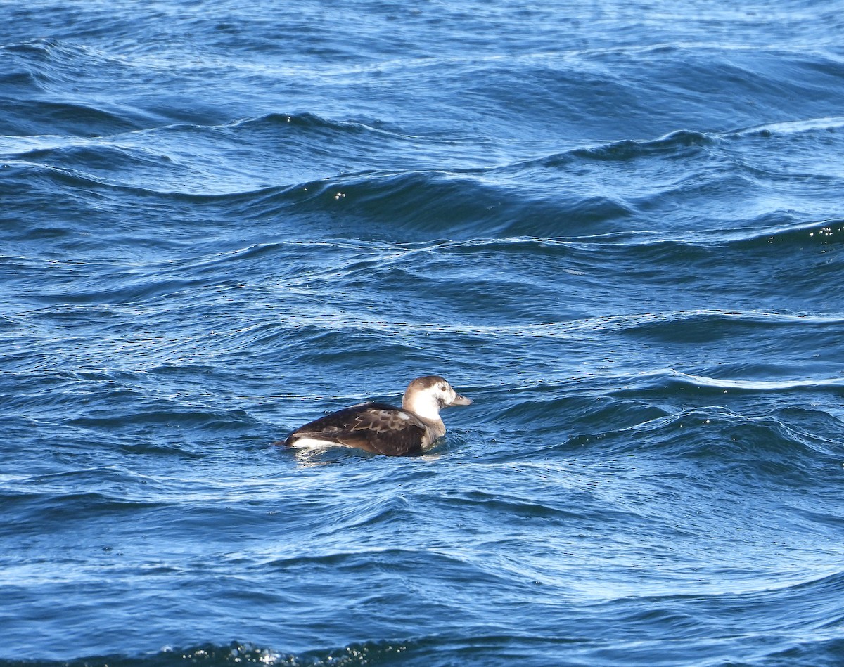 Long-tailed Duck - ML646551098