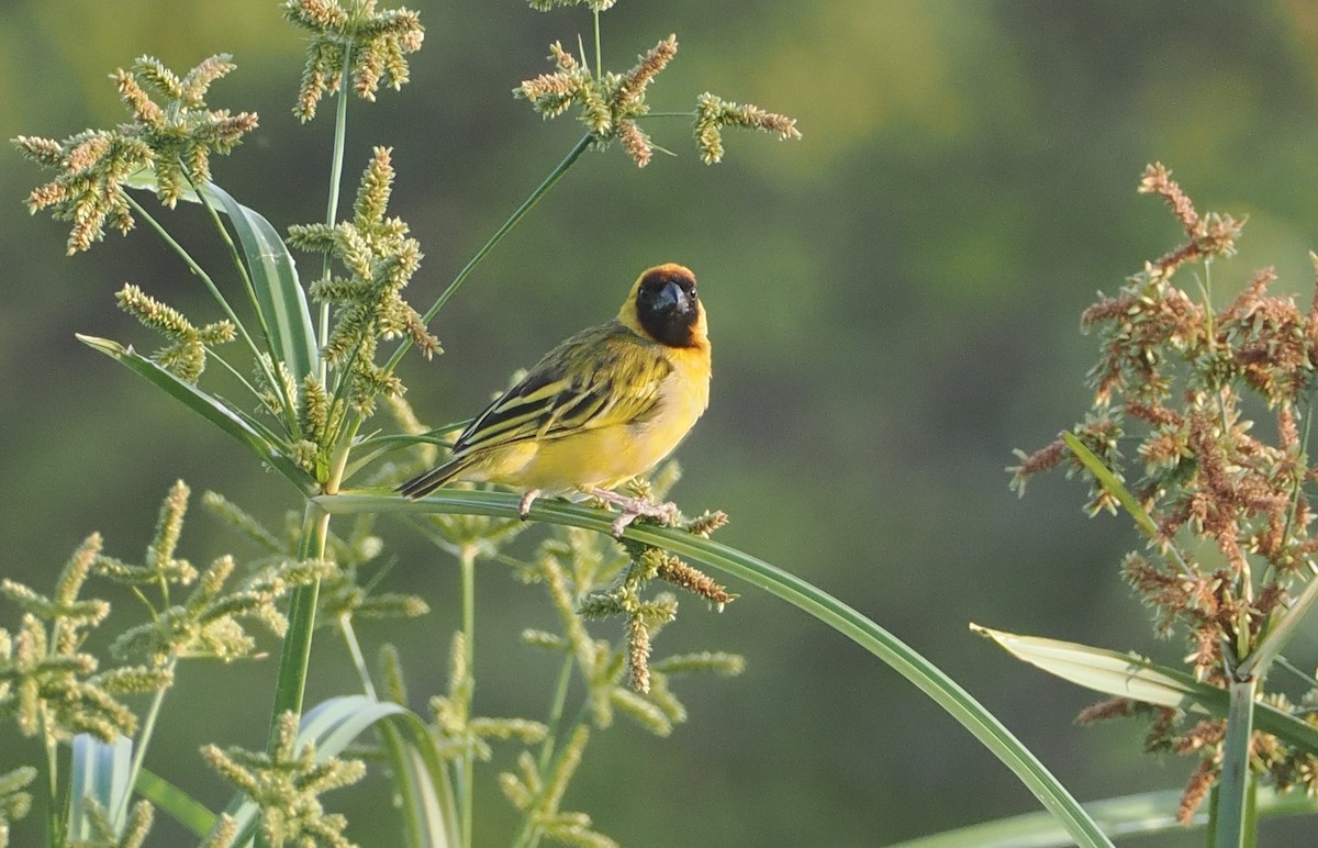 Northern Masked-Weaver - ML646551099