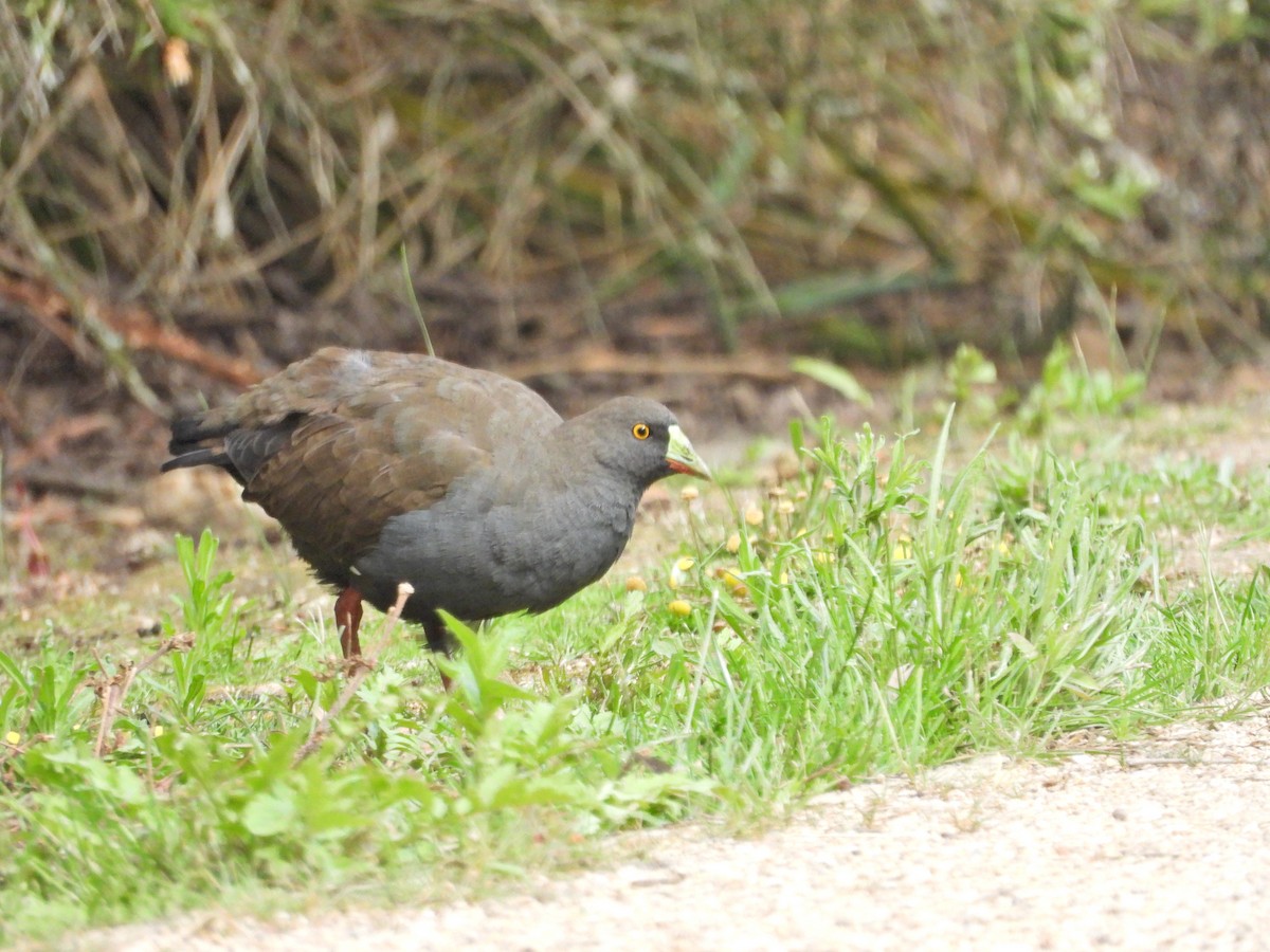 Black-tailed Nativehen - ML646551100