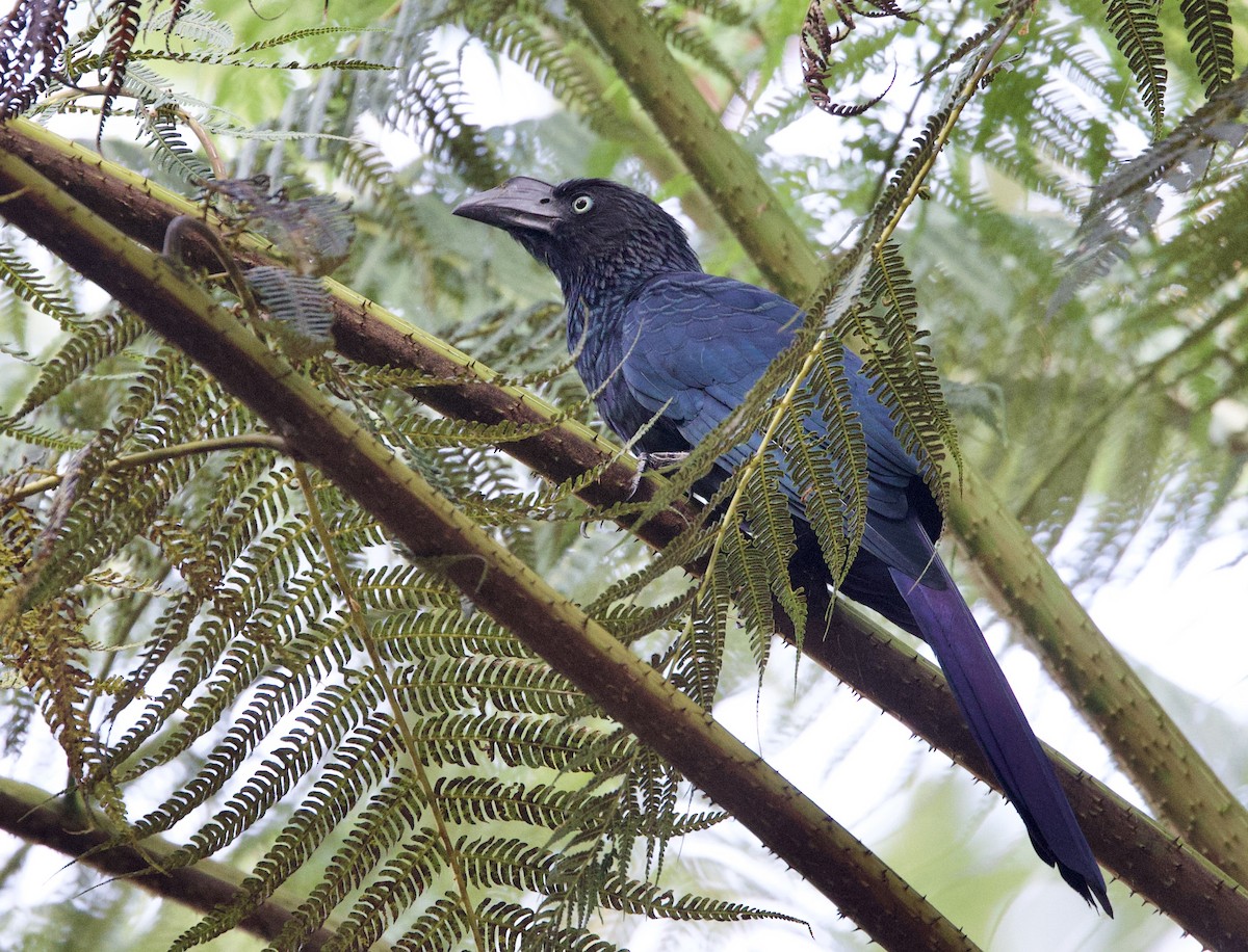 Greater Ani - ML646551104