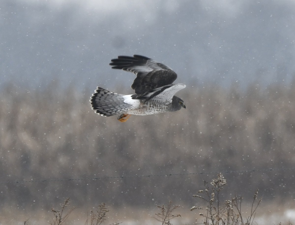 Northern Harrier - ML646551105