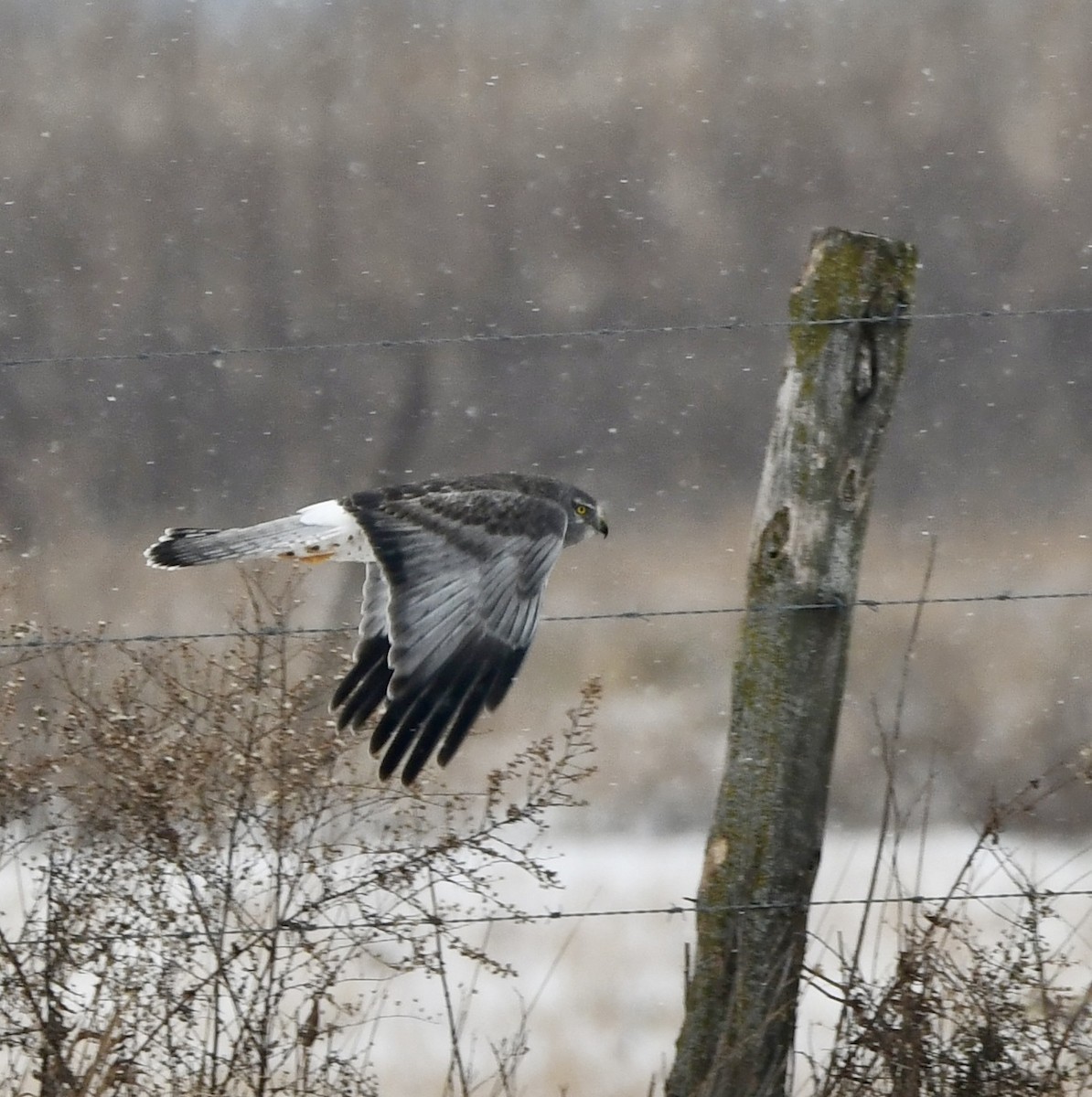 Northern Harrier - ML646551106