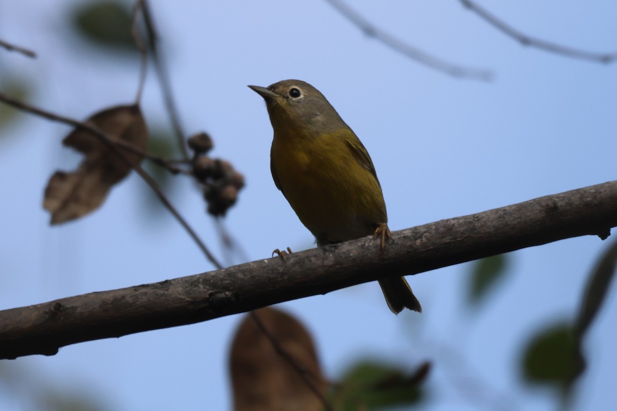 Nashville Warbler - ML646551107