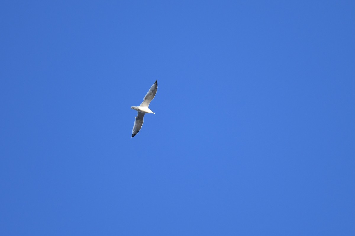 Ring-billed Gull - ML646551108