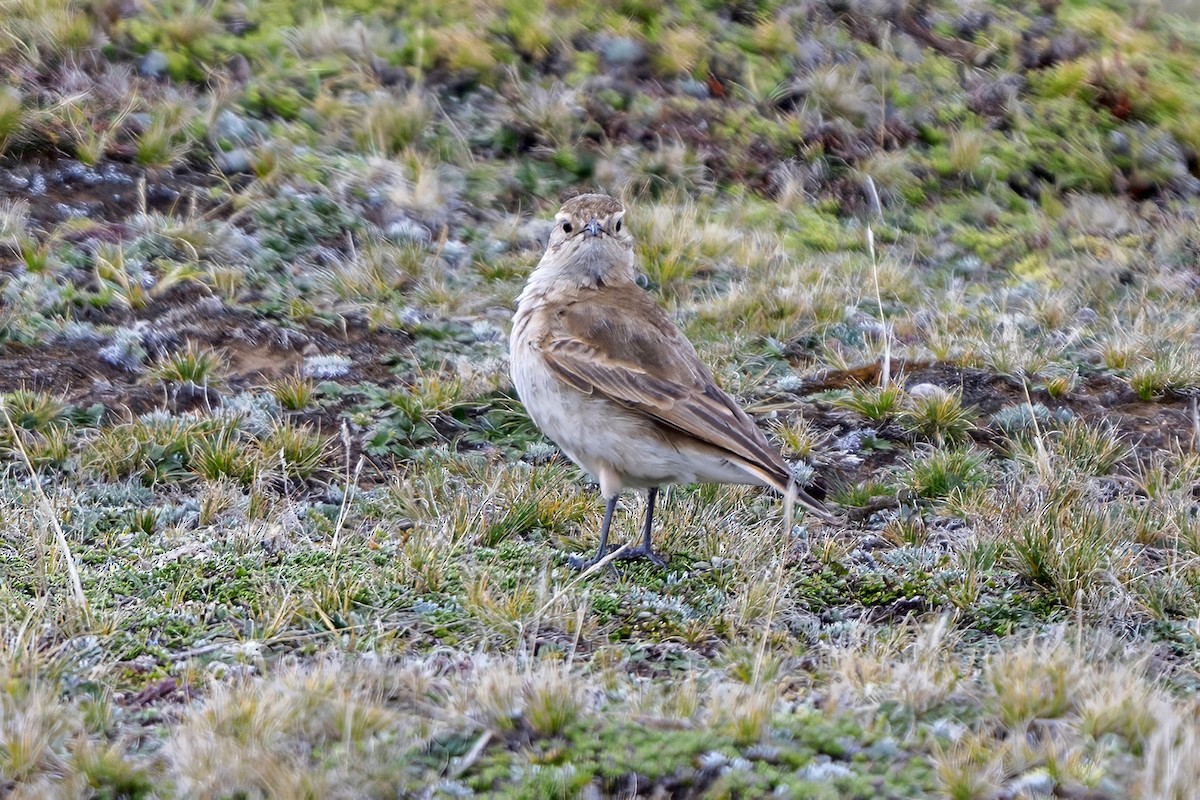 Common Miner - ML646551109