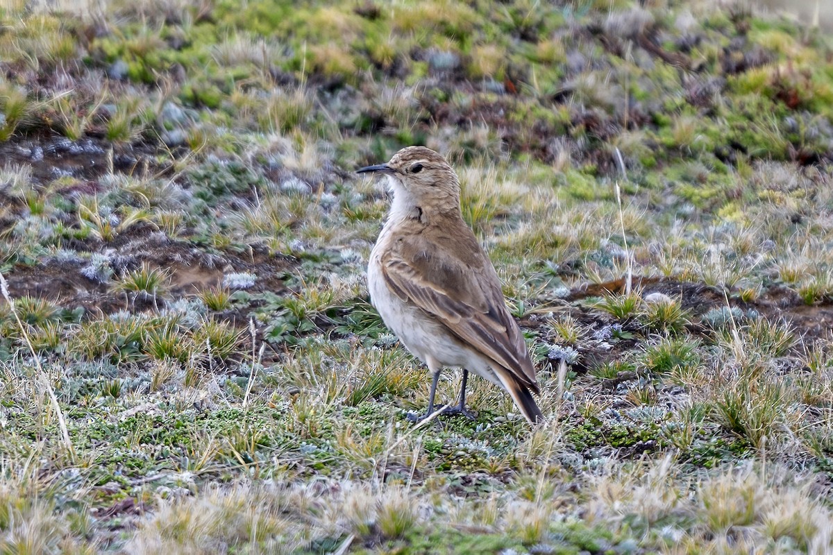 Common Miner - ML646551110