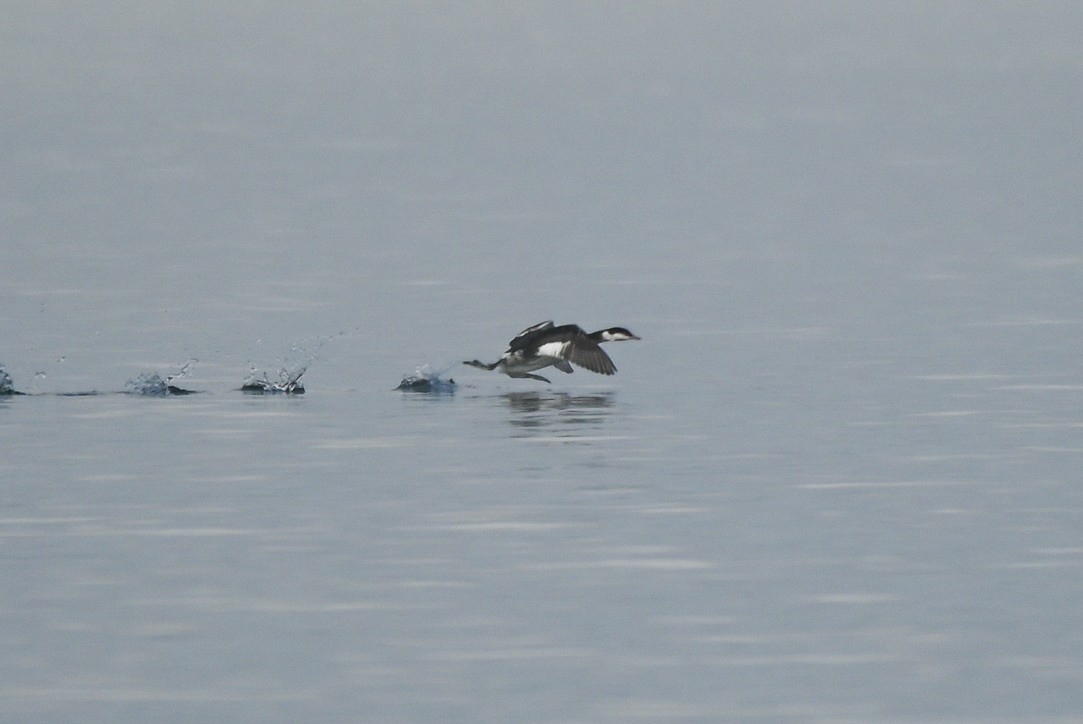 Horned Grebe - ML646551111