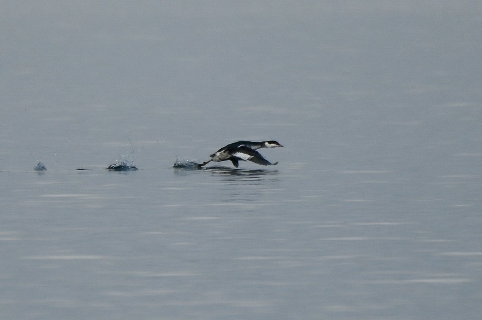 Horned Grebe - ML646551112