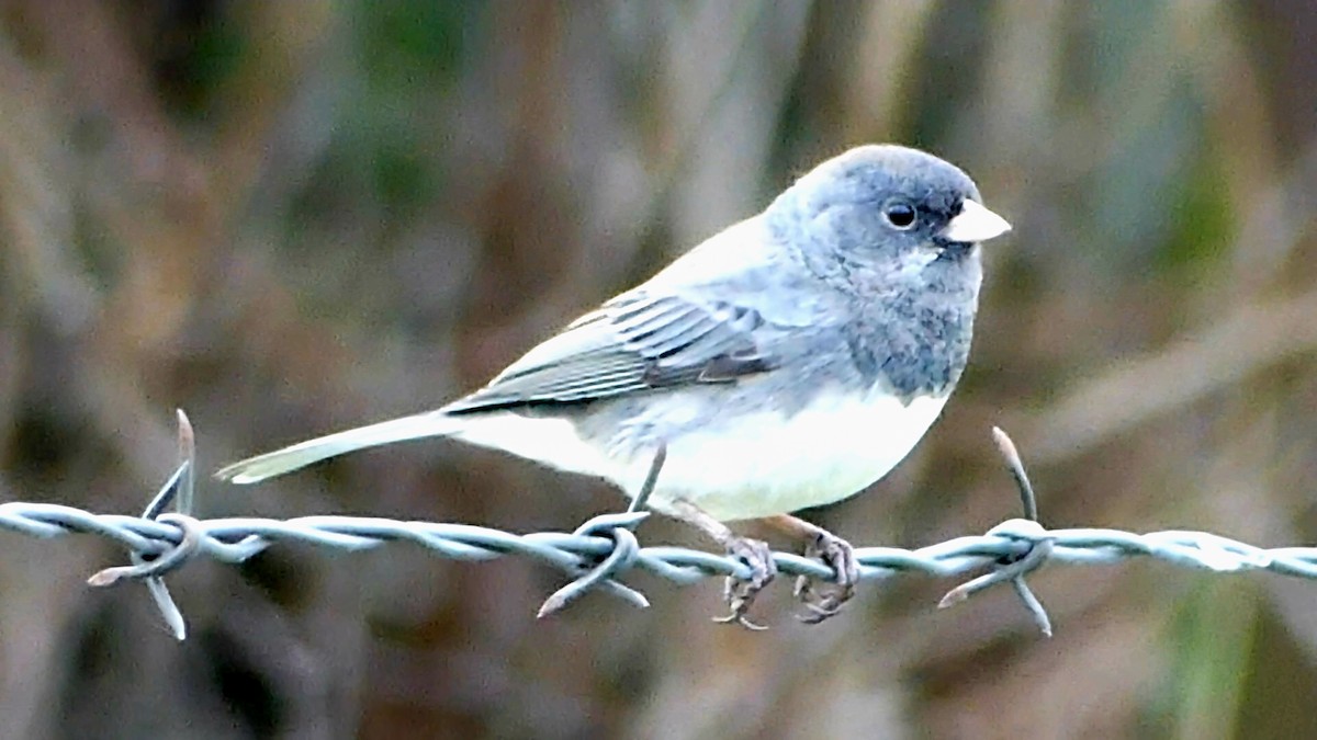 Dark-eyed Junco - ML646551113