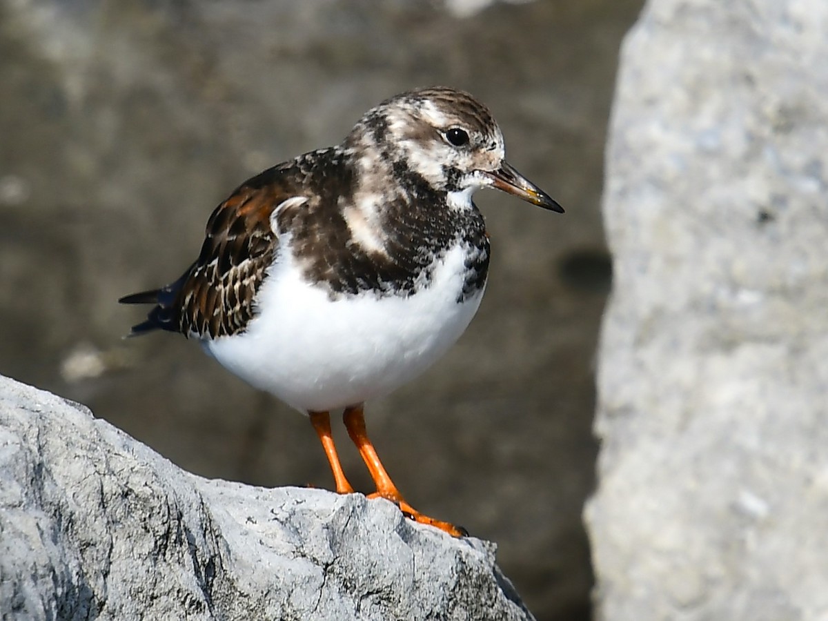 Ruddy Turnstone - ML646551114