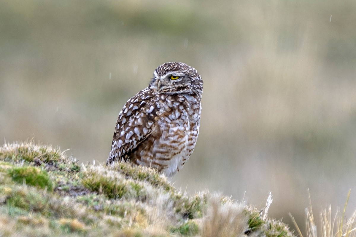Burrowing Owl - ML646551115