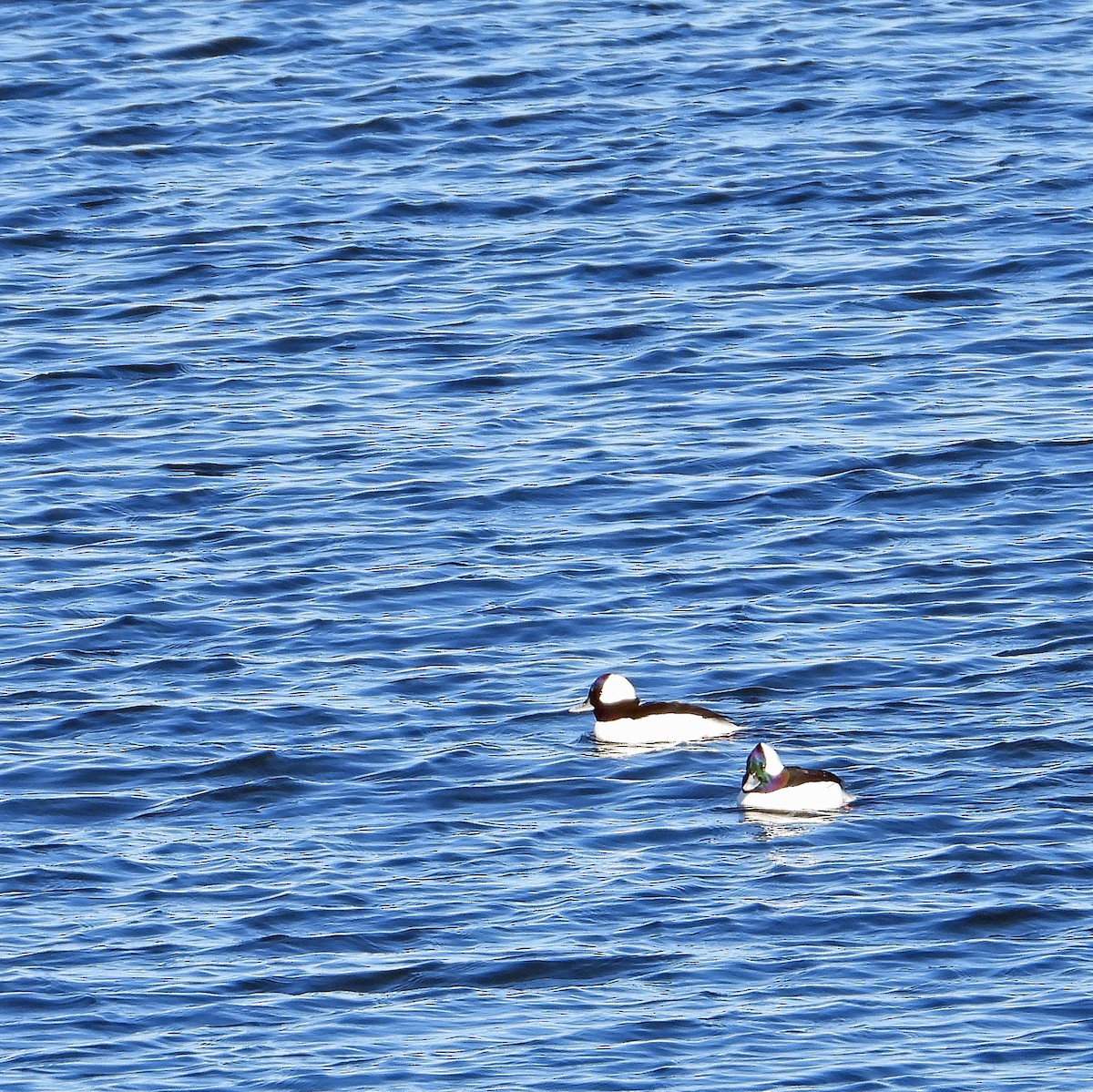Bufflehead - ML646551116