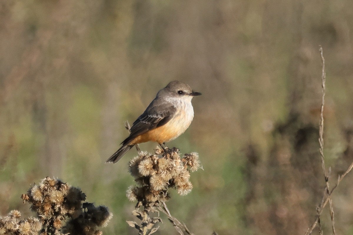 Vermilion Flycatcher - ML646551117