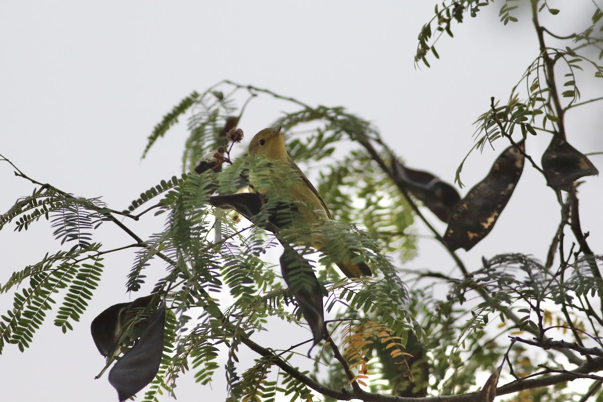 Northern Yellow Warbler - ML646551118