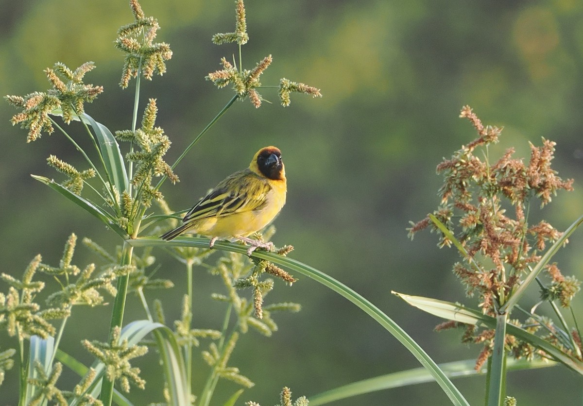 Northern Masked-Weaver - ML646551119