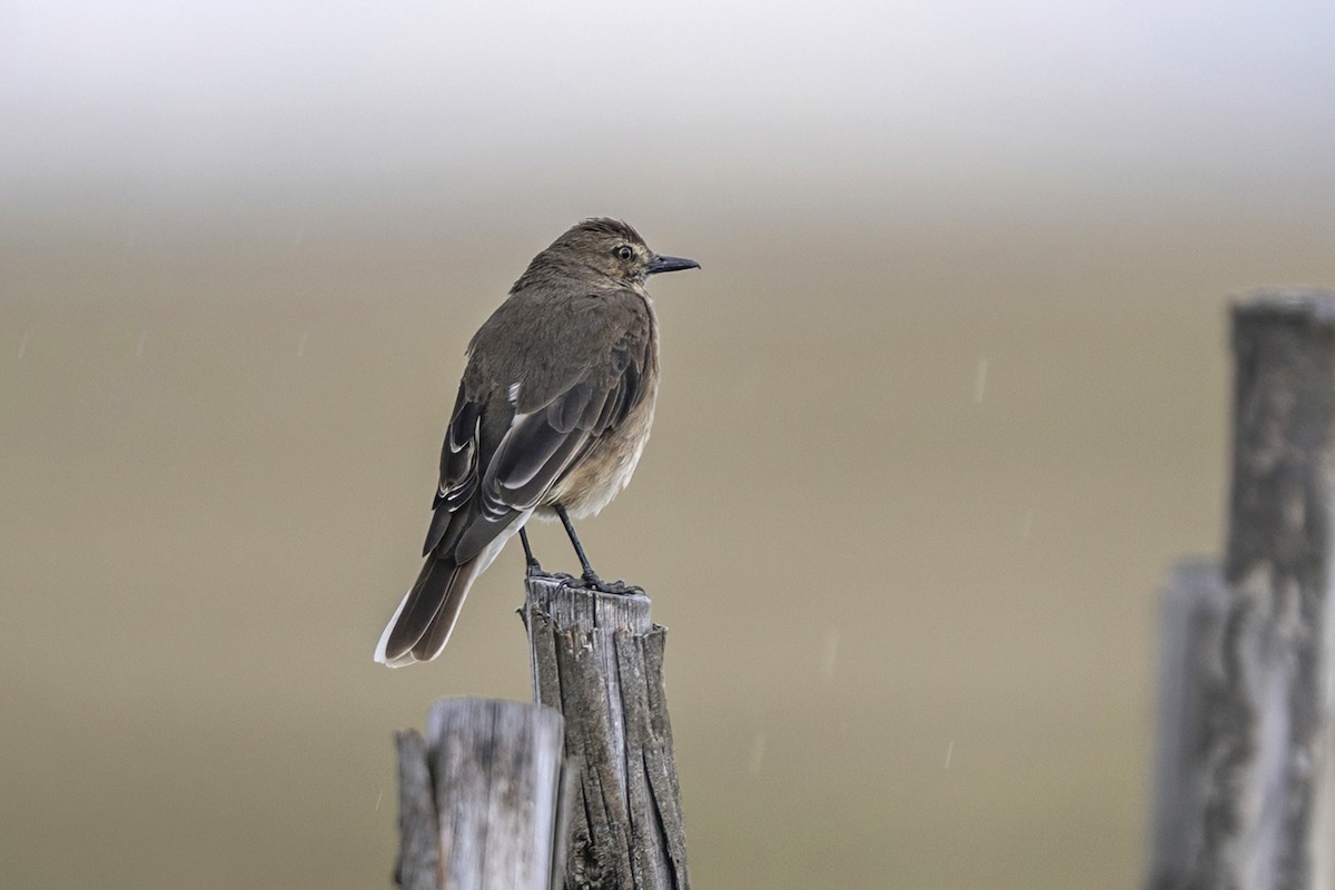 Black-billed Shrike-Tyrant - ML646551122
