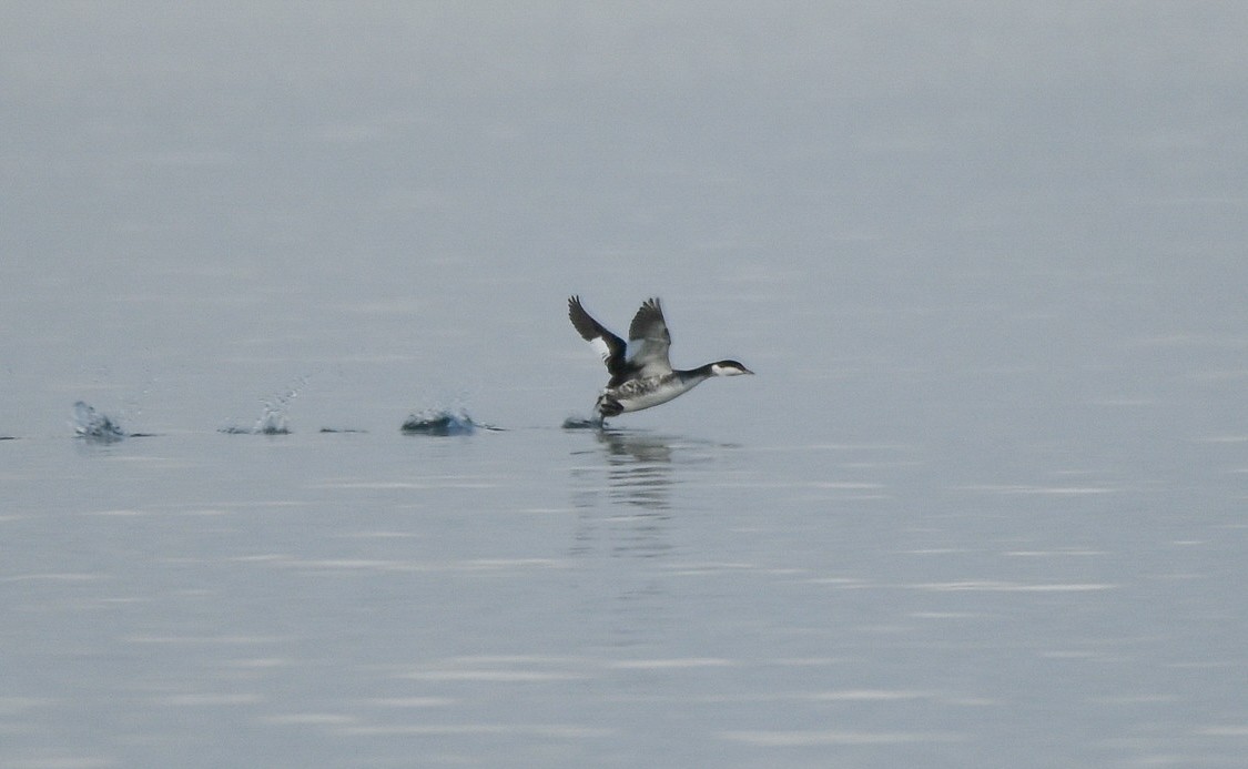 Ухаа шунгуур - ML646551123