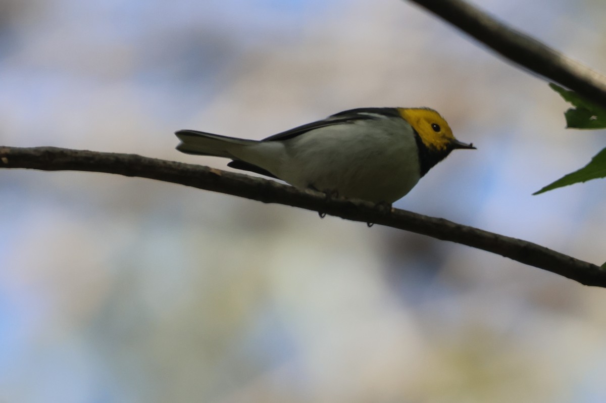 Hermit Warbler - ML646551125