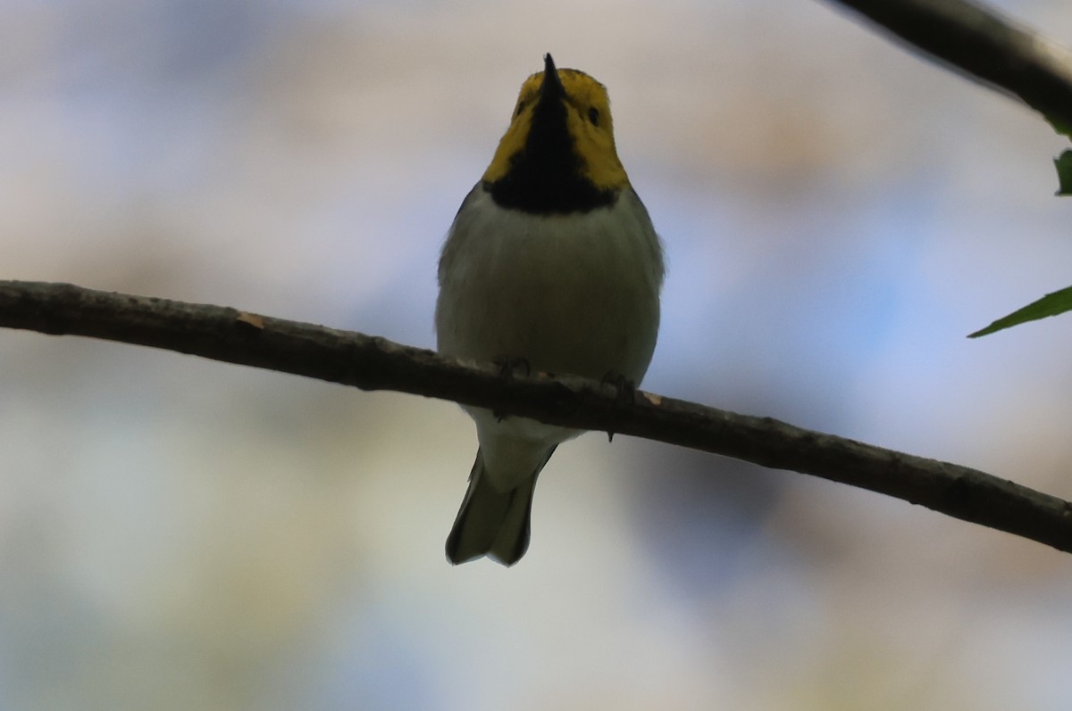 Hermit Warbler - ML646551126