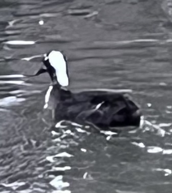 Anatra muta (domestica) - ML646551127