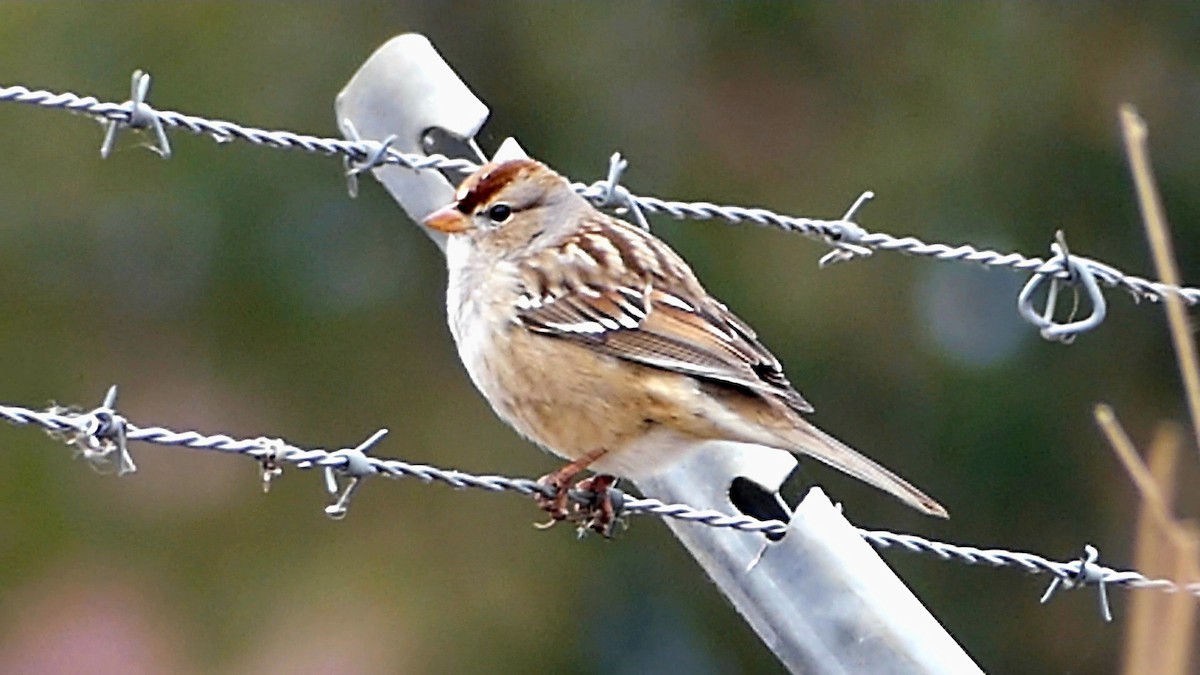 Chingolo Coroniblanco - ML646551129