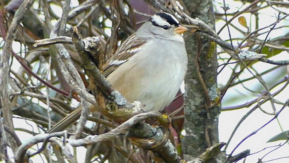 Chingolo Coroniblanco - ML646551130