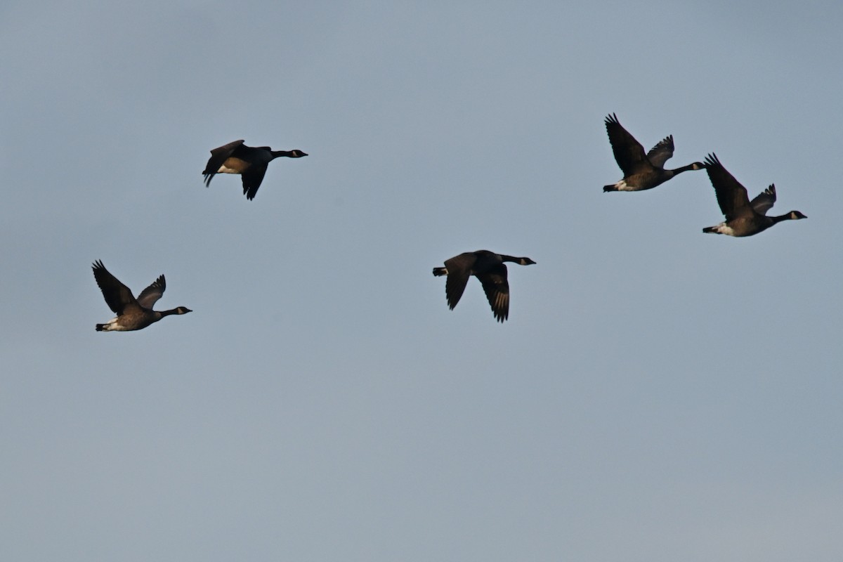 Canada Goose - ML646551131