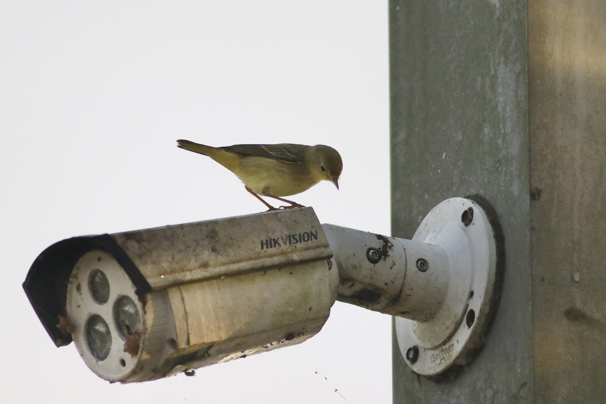 Northern Yellow Warbler - ML646551132