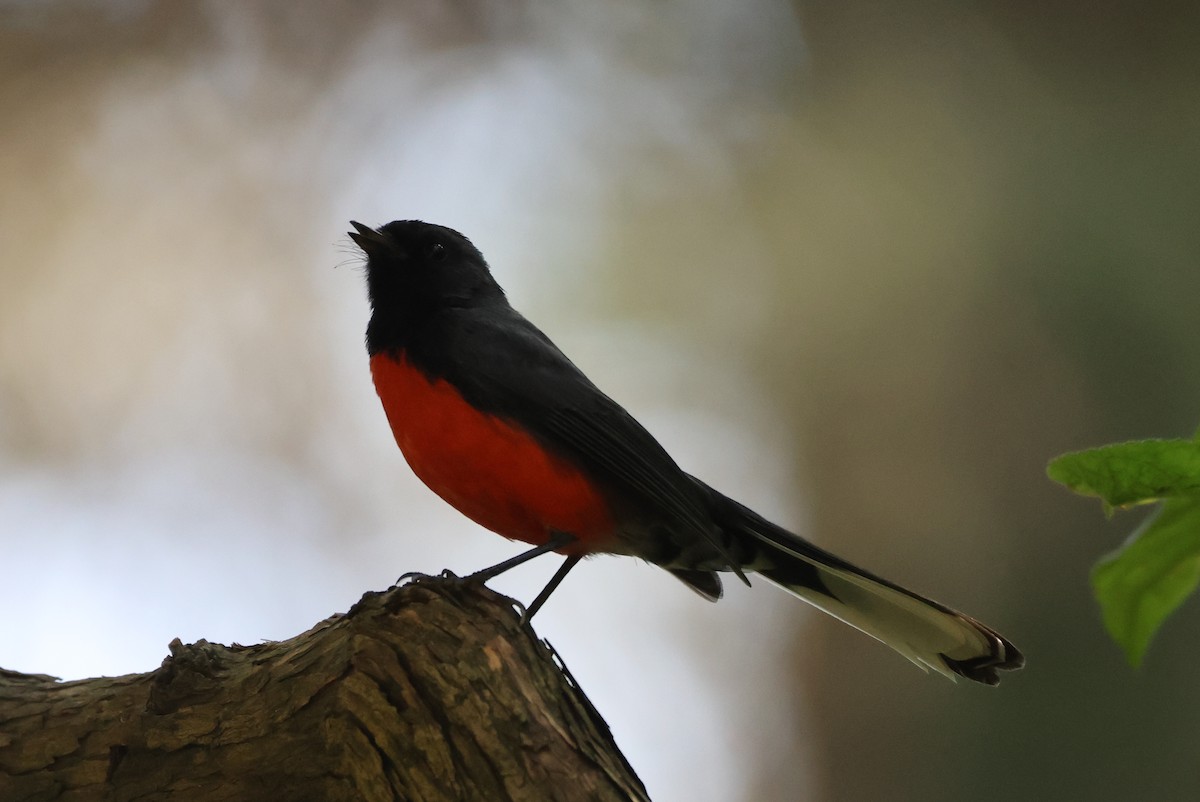 Slate-throated Redstart - ML646551139